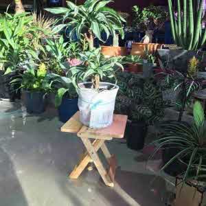 아이티알,NL 접이식 우드 화분 받침대 겸용 의자-스텐드(사각) 24x24x24cm